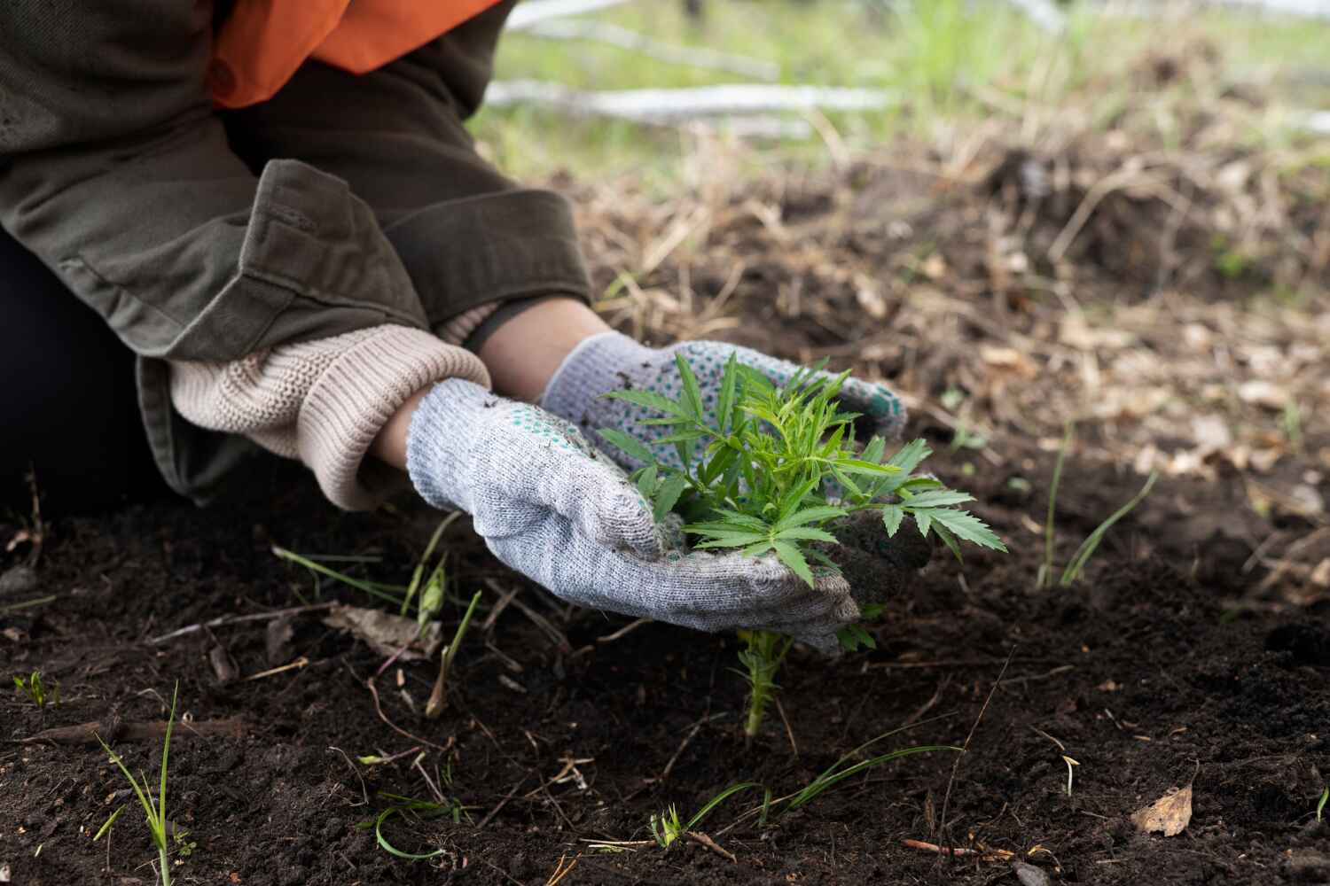 Best Tree Removal Near Me  in Swartz Creek, MI